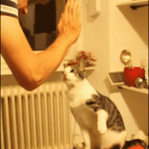 High-five cat