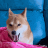 IMG_1556.gif
