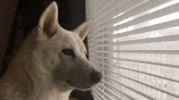 IMG_0839.gif