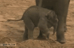baby elephant kicked to side.gif