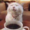 CoffeeCat.jpg