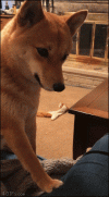 3FFEF7F2-EB44-49C4-A810-C7025C80D27B.gif